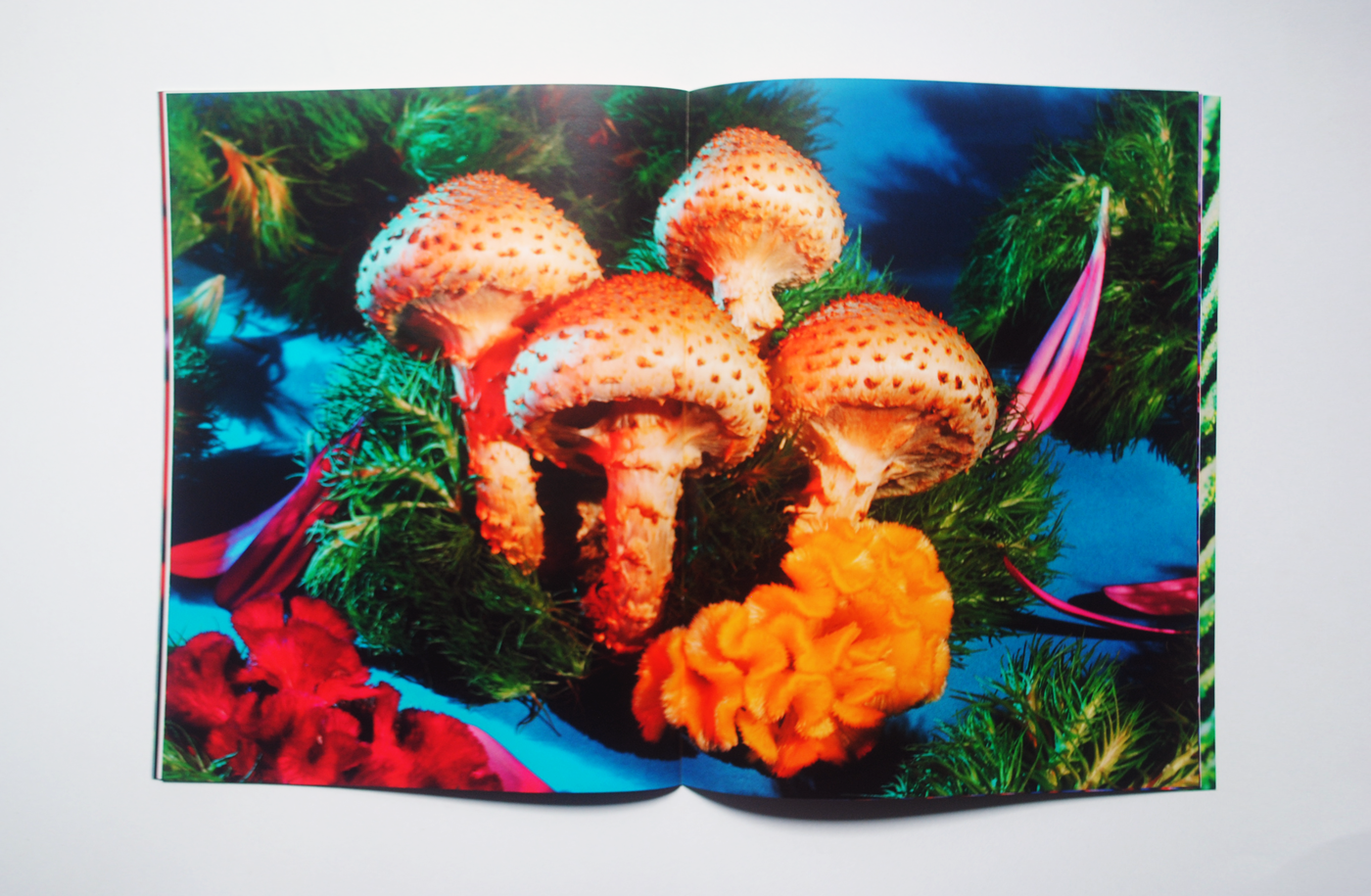 Pholiota squarrosoides, blanketed in neon light, are seen reaching upwards out of a bed of pine needles while surrounded by pops of red and pink flora on a blue surface