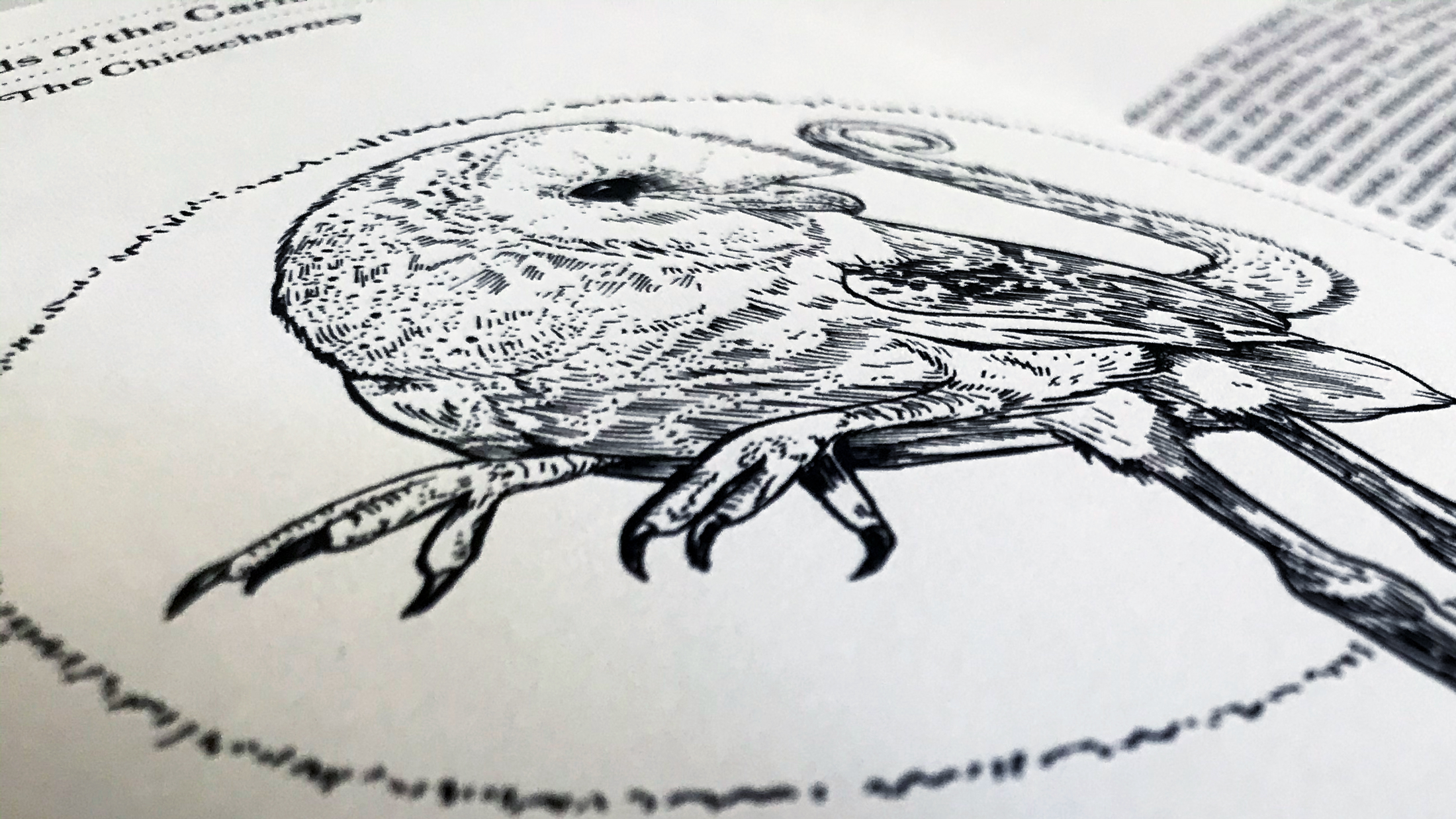 Detail of Russel Beans' owl-humanoid cryptid Chickcharney from The Islandia Journal: A (Sub)Tropical Periodical