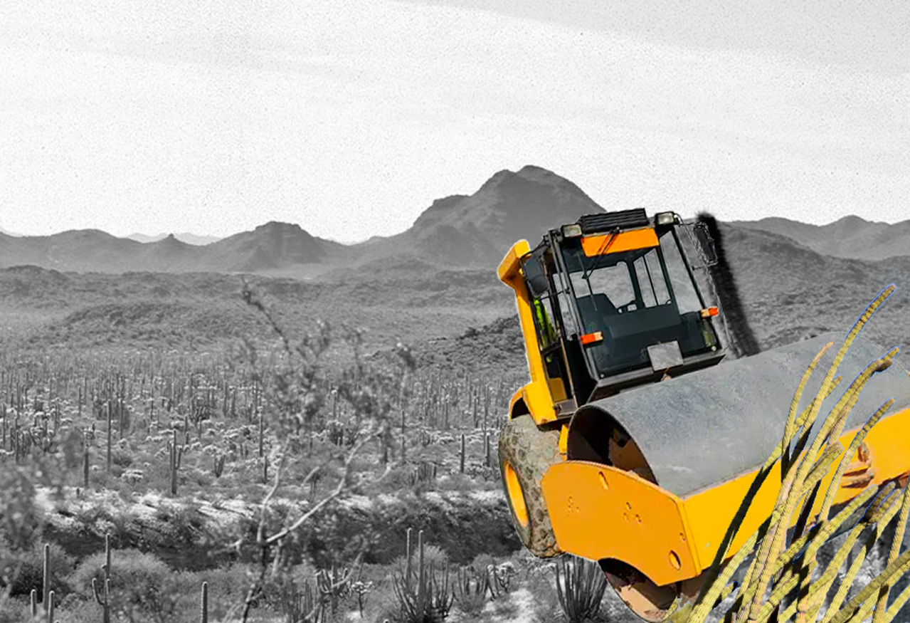 Photo of cacti in Organ Pipe Cactus National Monument, Arizona getting plowed over by a steam roller