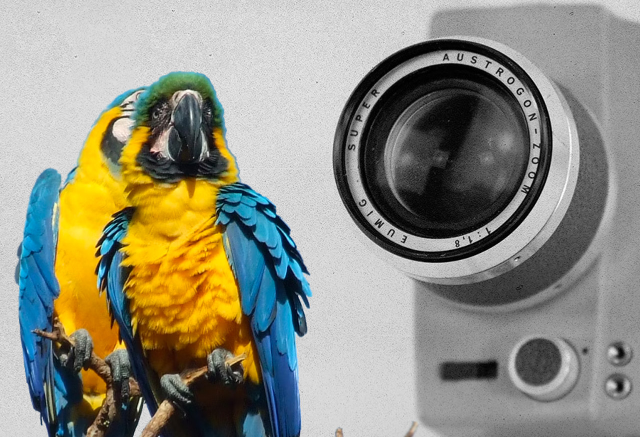 Old school minimalist camcorder on white background next to colorful blue and yellow parrots