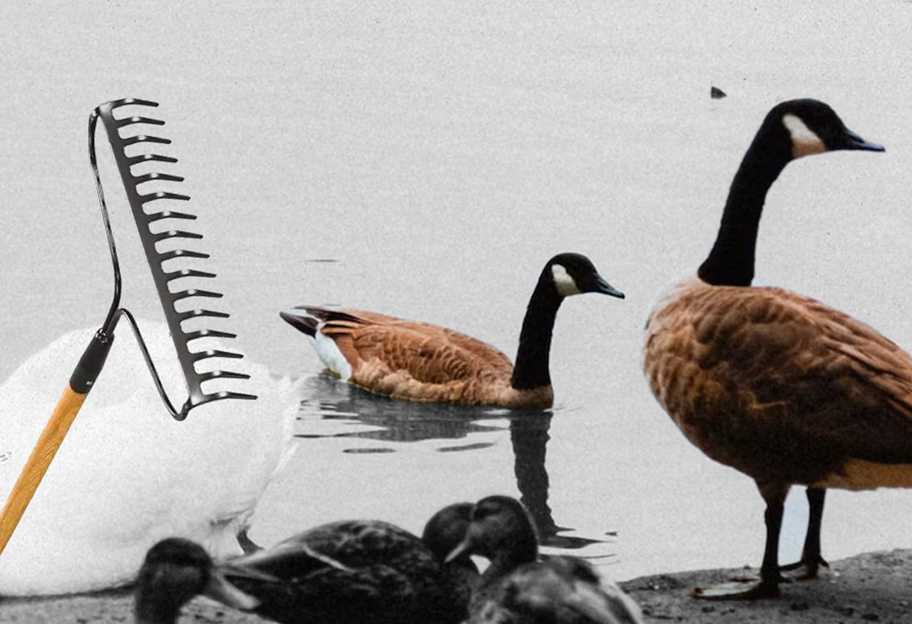 A group of geese and ducks gather by a pond at prospect park in Brooklyn with a cutout photo of a rake over the top