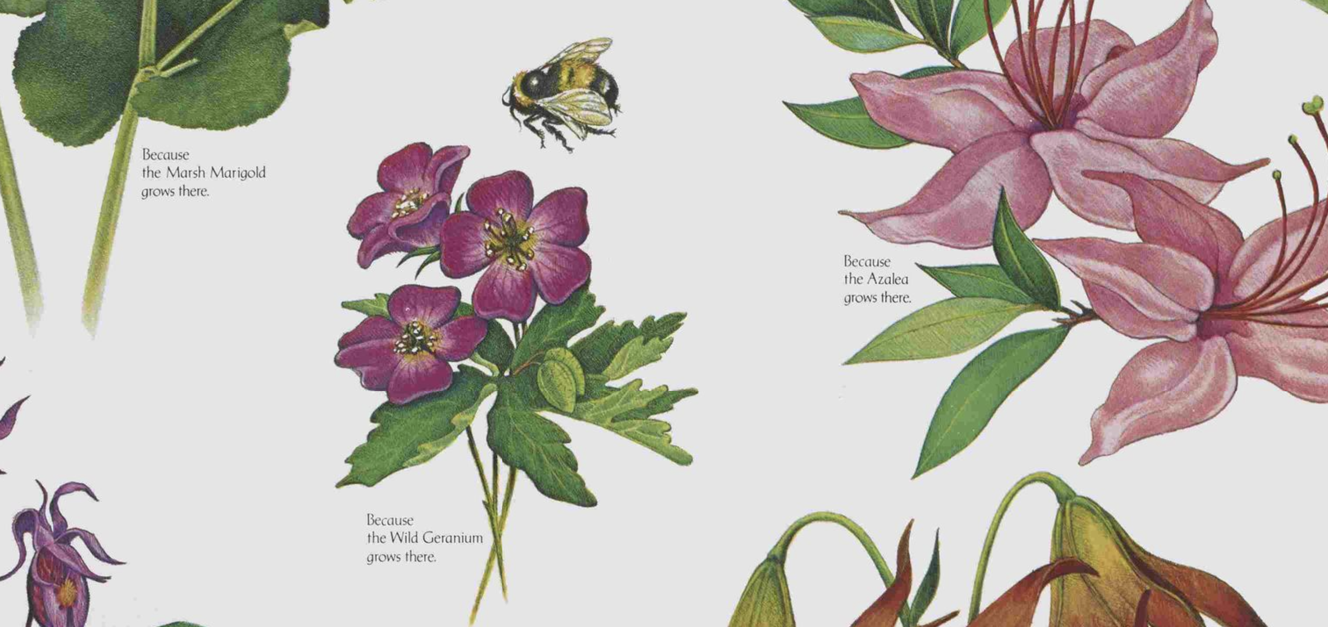 A detailed image of illustrated pink forest flowers