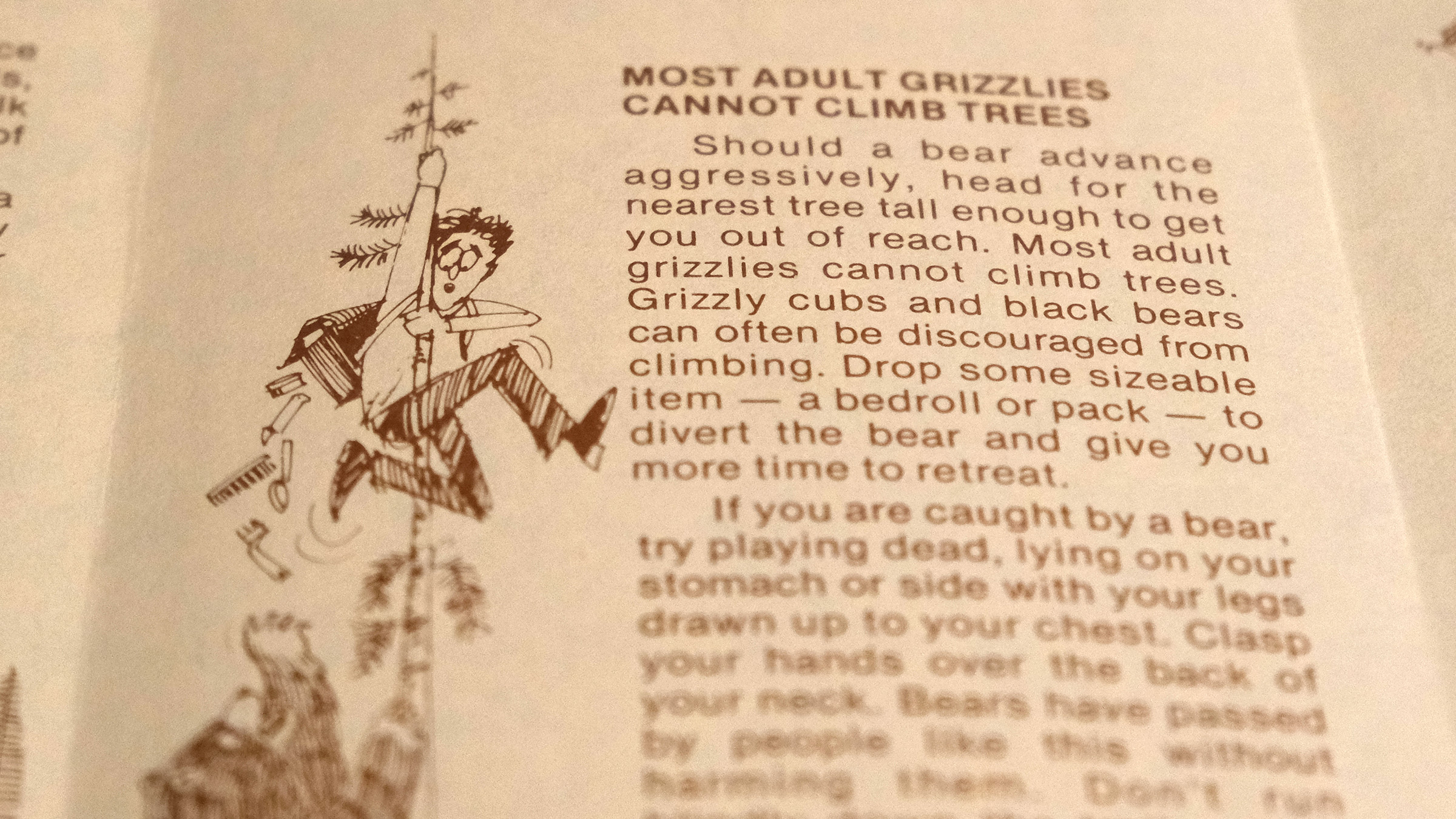 A close up illustration shows a man frantically climbing a very skinny tree to evade an angry bear with the text "Most adult grizzlies cannot climb trees"